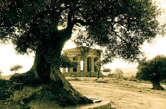 Olive Trees