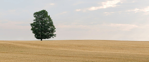 Lone Tree (AE)