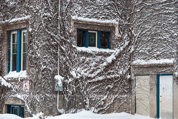 Winter Vine