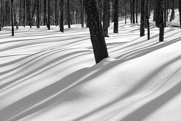 February Shadows (AE)