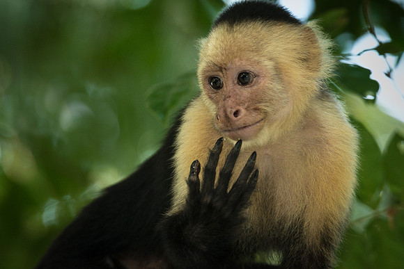 Monkey