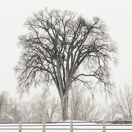 Elm in a Snowstorm
