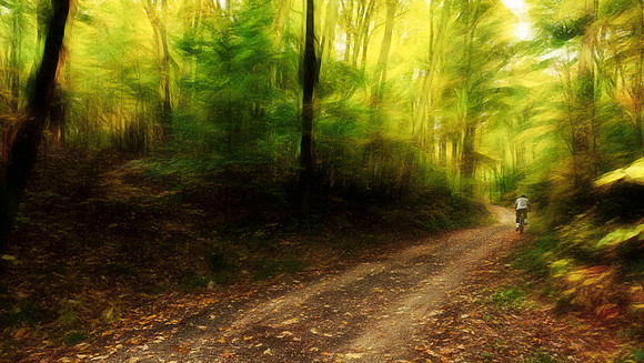 Ride in the Woods