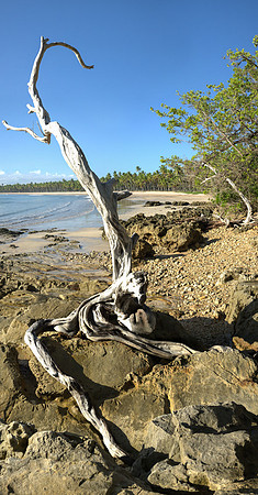 Weathered Tree