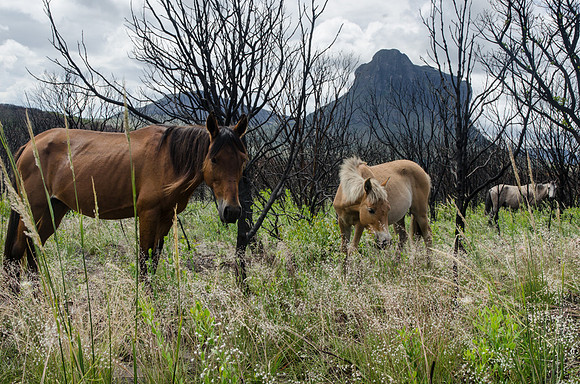 Vale de Capao - Wild Horses