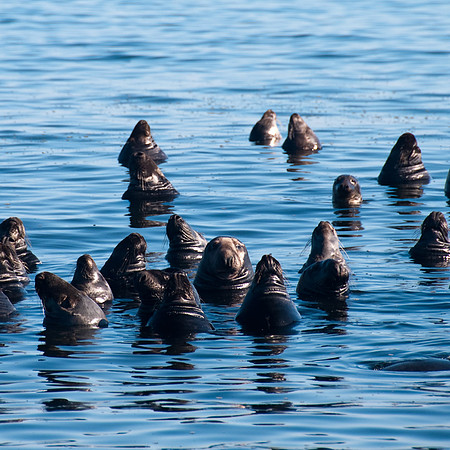 Seals