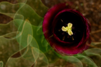 Tulip 4