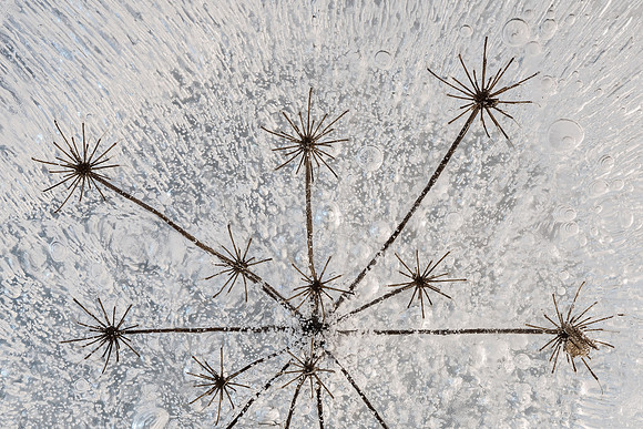 Avian Architecture  - Nest-1