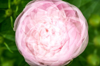 Peonie