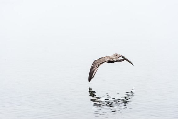 Low Flight Path (HM)