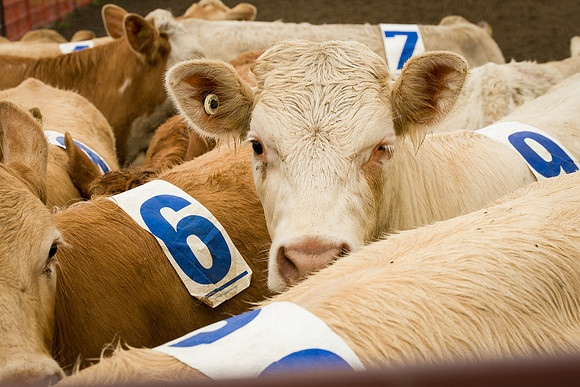 2016 Arnprior Rodeo-100