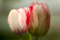 Tulip 6