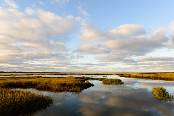 Salt Marsh Sanctuary II (HM)