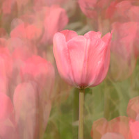 Tulip 2