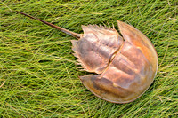 Horseshoe Crab
