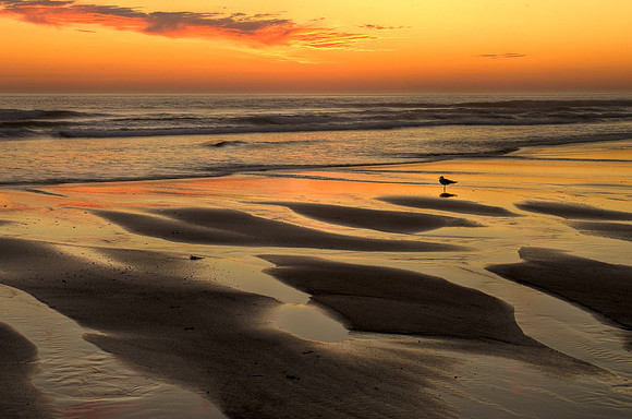 Seagull at Sunrise