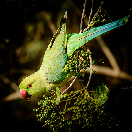 HM - Green Parrot