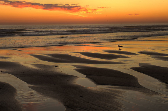 Seagull at Sunrise