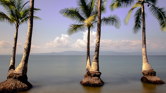 Three Palms