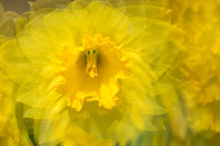 Daffodil 2