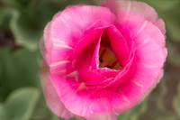 Tulip 5