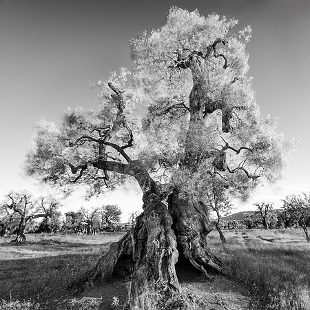 Ancient Olive Tree No. 2