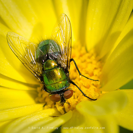 Fly on Yellow