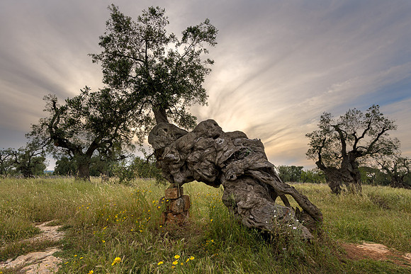 HM - Anceint Oive Tree