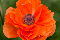 Poppy