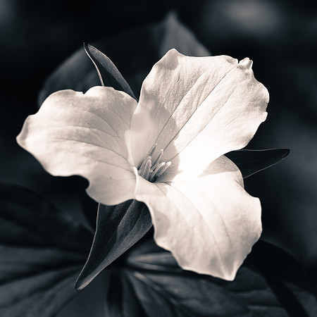 Trillium