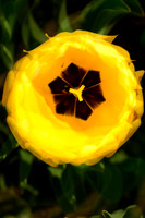 Tulip 3